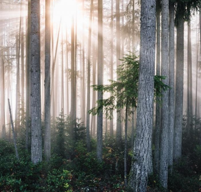 mielen kuntosali terapia koukku metsä