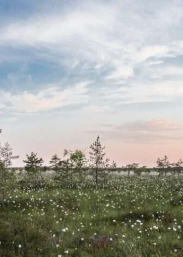 Idyllinen suomaisema. Taivaanranta vaaleanpunaista ja sinistä.
