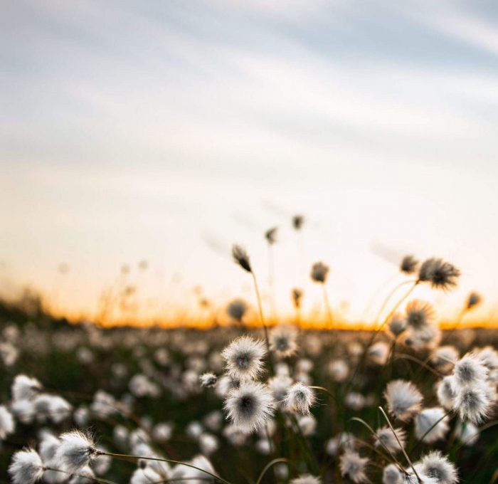 valmennukset suokuva
