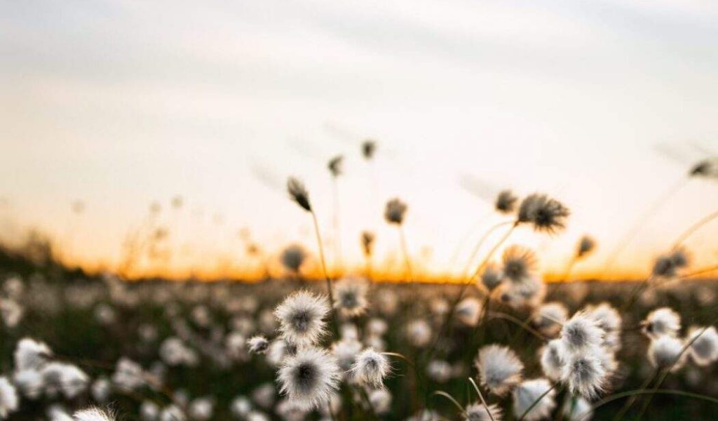 valmennukset suokuva